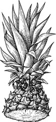 Wall Mural - pineapple ink sketch