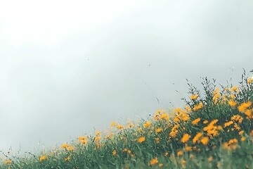 Wall Mural - a serene landscape featuring a field of vibrant yellow flowers against a misty background, creating 