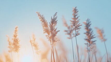  Pampas grass swaying gently in golden sunset light over blue sky
