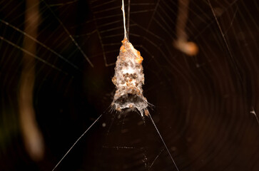 Wall Mural - spider lodged in its cocoon