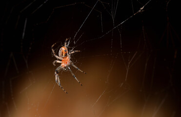 little spider lurking in its web