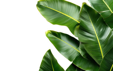 Banana tree, fresh green tropical leaf on transparent or white background,png