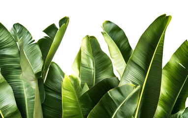 Banana tree, fresh green tropical leaf on transparent or white background,png