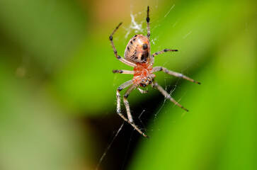 Wall Mural - little spider lurking in its web