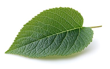 Poster - Single green leaf with detailed veins on white background for nature designs