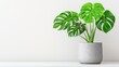 © Manon - A stylish monstera plant in a modern pot against a light wall, adding a fresh and vibrant touch to the decor.