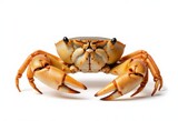 Orange crab with claws on white background