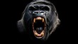 © ArmStrong☠ - Portrait of a large silverback gorilla or mountain gorilla while roaring looking away, isolated on a black background with copy space. Angry powerful animal roaring showing teeth.