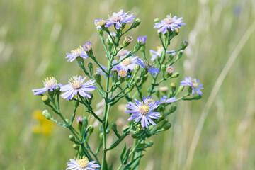 Wall Mural - Smooth Blue Aster