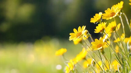 Poster - Bright Yellow Daisies Blooming in a Sunlit Meadow Field : Generative AI
