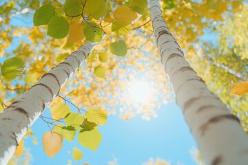 Autumn birch trees, sunlight, leaves, forest, nature, background, website, design