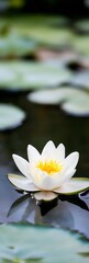 Poster - close up of a serene white water lily floating on a tranquil pond with soft focus background : Generative AI