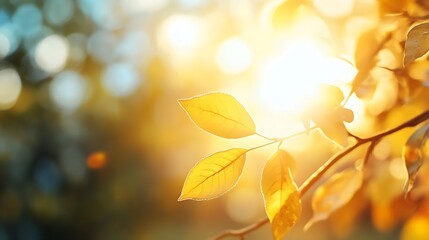 Poster - Sunlight illuminating vibrant autumn leaves in a bokeh filled background : Generative AI