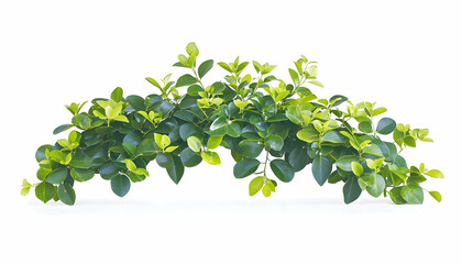 Lush green foliage branch isolated on white background; perfect for design elements, website decoration, or print media