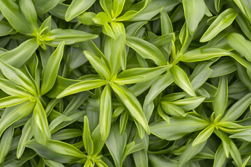 Lush green foliage, vibrant leaves, overhead view, garden background, perfect for nature or spring themes