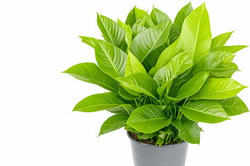 Lush green houseplant in gray pot against white background; ideal for home decor or gardening websites