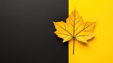 yellow maple leaf on black yellow background