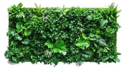 Green plant wall panel transparent background