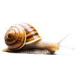© Вячеслав Кравченко - snail isolated on transparent background