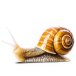 © Вячеслав Кравченко - snail isolated on transparent background