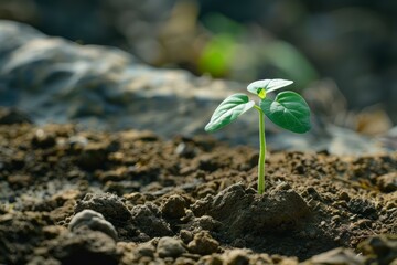 Wall Mural - Seedling growing in soil represents new beginnings, hope, and the cycle of life