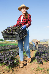 Wall Mural - Young female seasonal farm worker carrying box with picked leafy vegetables japanese mustard spinach komatsuna on field