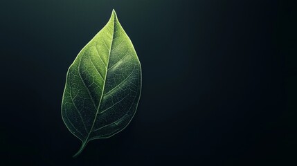 Poster - Green leaf with visible veins resting on a dark background, creating a contrast that highlights its natural beauty and intricate details, ideal for projects related to nature, ecology, or biology