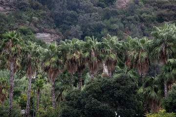 Wall Mural - lush green palm trees background