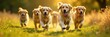 © Kangwan - pack of golden retrievers running freely in nature, exercise, dogs