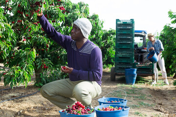 Wall Mural - Group of farmers picking cherry in orchard