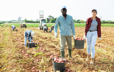 Wall Mural - Caucasian young woman and african-american man farmers carrying bucket full of ripe potatoes during harvest works on field.