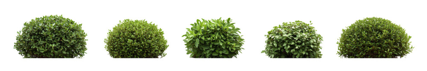 green bush plants isolated on transparent background