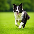 © Udomner - Energetic border collie running freely in a green field, field, fun