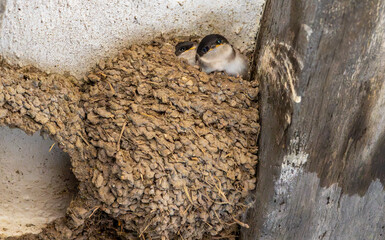 Wall Mural - Swallow chicks lifting their heads above edge of nest