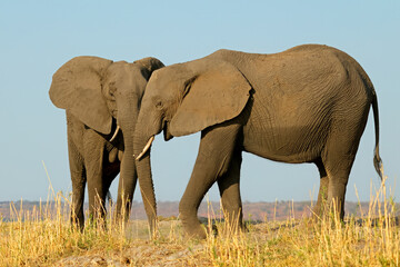 Wall Mural - two african elephants (loxodonta africana) in natural habitat, chobe national park, botswana.