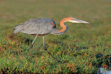 Wall Mural - a goliath heron (ardea goliath) hunting in natural habitat, chobe national park, botswana.