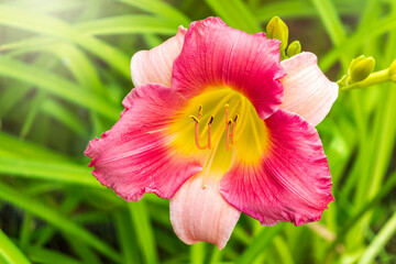 Wall Mural - Close up of a pink daylily flower in bloom