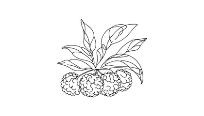 Wall Mural - illustration of a lychee