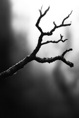 Canvas Print - Tree Branch