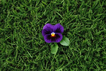 a solitary pansy flower standing out in a patch of grass, symbolizing resilience and beauty.