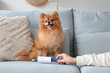 © Pixel-Shot - Hand of woman with lint roller and fluffy dog on sofa at home