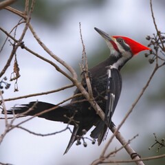 Wall Mural - Pileated woodpecker with vibrant red crest on a branch.