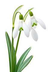 Wall Mural - a Snowdrops flower, isolated on transparent background