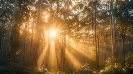 Poster - The eucalyptus forest, sun shining through the leaves.