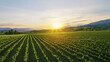 © Chineewan Somsap - Breathtaking sunset over lush vineyard fields, showcasing rows of grapevines