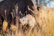 © Tyrone - White rhino calf with mother close by