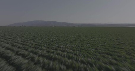 Wall Mural - Drone footage of vast cultivated green agricultural fields in a country village on a sunny day