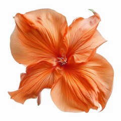 Poster - Close up of an orange gladiolus flower, showcasing its delicate petals and vibrant color against a clean white backdrop