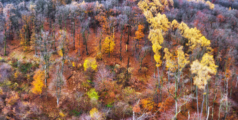 Aufkleber - Aerial view of forest with beautiful autumn colors of nature drone view Autumn yellow forest and green trees in rural, Drone photo Aerial top view.