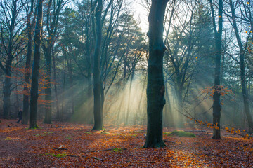 Wall Mural - Forest in mist, fog, haze and sunbeams in winter, Lage Vuursche, Utrecht, Netherlands, January 11, 2025